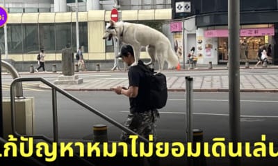 หมาไม่ยอมเดินเล่น เจ้าของแบกบนไหล่