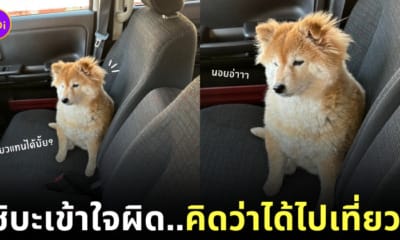 น้องหมาชิบะซึม หลังรู้ว่าต้องไปโรงพยาบาล