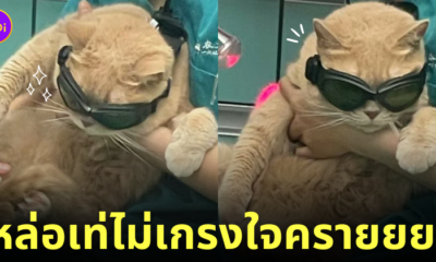 แมวส้ม ใส่แว่นดำ เลเซอร์ หล่อเท่