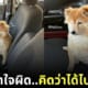 น้องหมาชิบะซึม หลังรู้ว่าต้องไปโรงพยาบาล