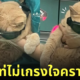 แมวส้ม ใส่แว่นดำ เลเซอร์ หล่อเท่