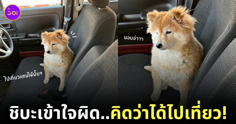น้องหมาชิบะซึม หลังรู้ว่าต้องไปโรงพยาบาล