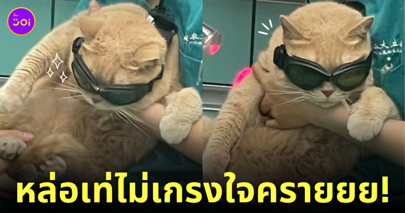 แมวส้ม ใส่แว่นดำ เลเซอร์ หล่อเท่