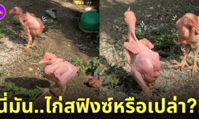 คลิปไก่เบตง ไก่ต้มเดินได้ ไก่สฟิงซ์ TikTok