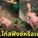 คลิปไก่เบตง ไก่ต้มเดินได้ ไก่สฟิงซ์ TikTok