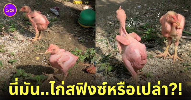 คลิปไก่เบตง ไก่ต้มเดินได้ ไก่สฟิงซ์ TikTok