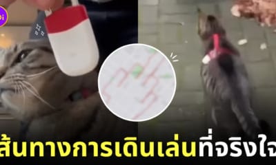 ภาพ GPS แมวเดินเล่น
