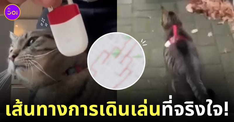 ภาพ GPS แมวเดินเล่น
