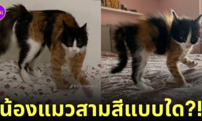 แมวสามสี แมว 3 สี