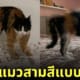 แมวสามสี แมว 3 สี