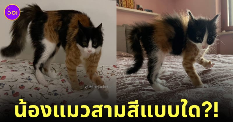 แมวสามสี แมว 3 สี