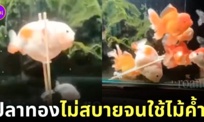 เจ้าของทำไม้ค้ำพยุงตัวให้ปลาทองป่วยว่ายน้ำไม่ได้