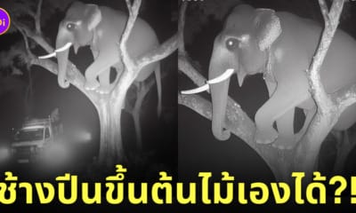 ภาพช้างปีนต้นไม้ ai