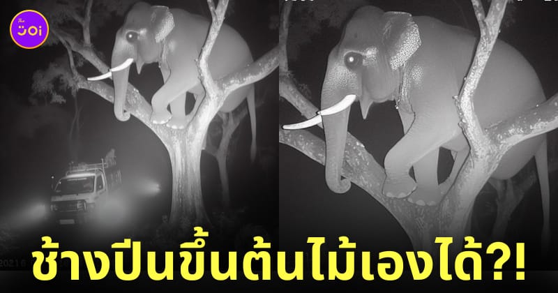 ภาพช้างปีนต้นไม้ ai