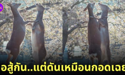 กวางต่อสู้กัน แต่เหมือนกอดกันมากกว่า