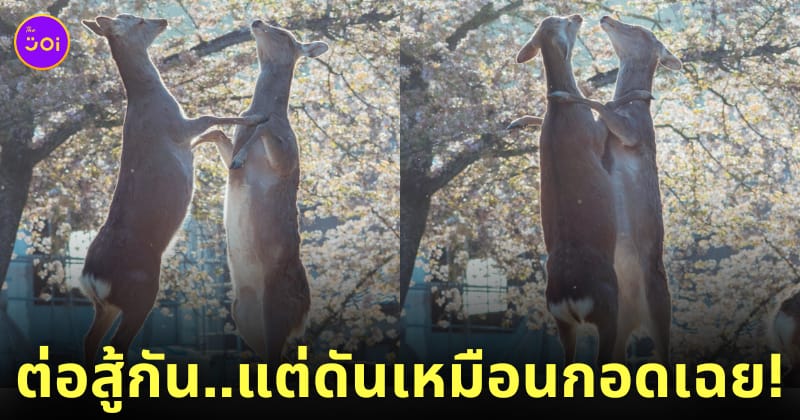 กวางต่อสู้กัน แต่เหมือนกอดกันมากกว่า