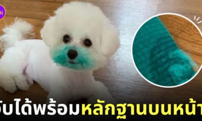 หมากัดหมอน สีเลอะหน้า
