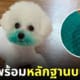 หมากัดหมอน สีเลอะหน้า
