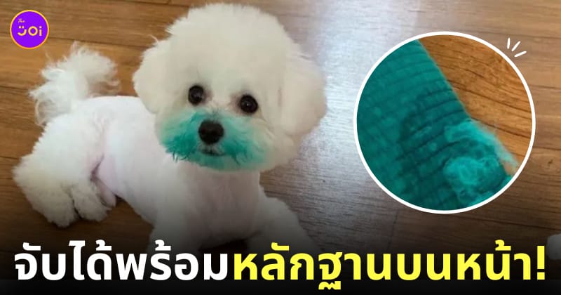 หมากัดหมอน สีเลอะหน้า
