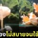 เจ้าของทำไม้ค้ำพยุงตัวให้ปลาทองป่วยว่ายน้ำไม่ได้