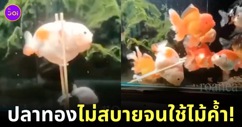 เจ้าของทำไม้ค้ำพยุงตัวให้ปลาทองป่วยว่ายน้ำไม่ได้