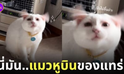ภาพน้องแมวหูบิน