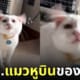 ภาพน้องแมวหูบิน
