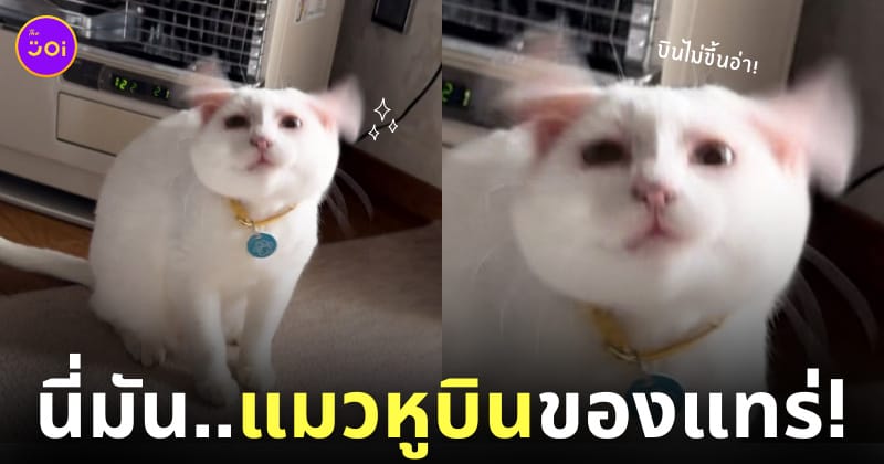ภาพน้องแมวหูบิน
