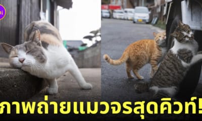 ภาพแมวจรจัด ช่างภาพชาวญี่ปุ่น Masayuki Oki