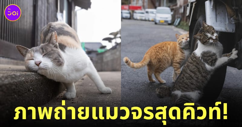 ภาพแมวจรจัด ช่างภาพชาวญี่ปุ่น Masayuki Oki