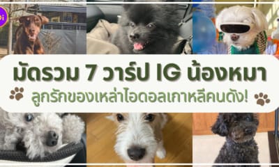 วาร์ป IG น้องหมาที่เป็นลูกรักของเหล่าไอดอลเกาหลีคนดัง