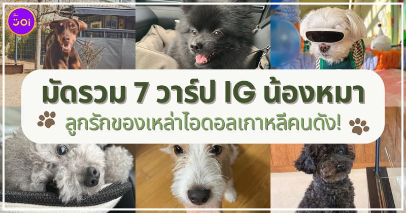 วาร์ป IG น้องหมาที่เป็นลูกรักของเหล่าไอดอลเกาหลีคนดัง