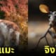 aiart ภาพสัตว์โลกที่ผสมข้ามสายพันธุ์กัน (Animal Hybrids)
