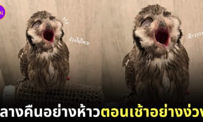ภาพนกฮูกหาว คาเฟ่ญี่ปุ่น