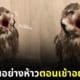 ภาพนกฮูกหาว คาเฟ่ญี่ปุ่น