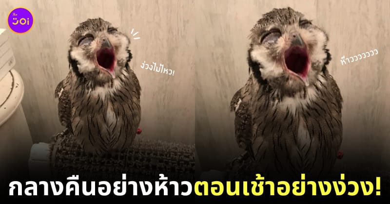 ภาพนกฮูกหาว คาเฟ่ญี่ปุ่น
