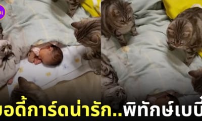 คลิปแก๊งน้องแมวลายสลิดนั่งเฝ้าเบบี๋ตัวน้อย