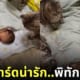 คลิปแก๊งน้องแมวลายสลิดนั่งเฝ้าเบบี๋ตัวน้อย