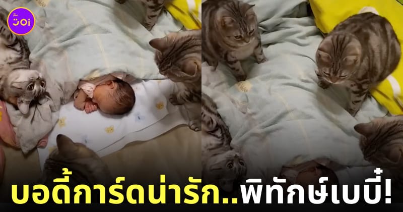 คลิปแก๊งน้องแมวลายสลิดนั่งเฝ้าเบบี๋ตัวน้อย