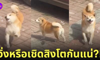 คลิปหมาชิบะวิ่งซอยเท้าเหมือนเชิดสิงโต