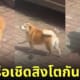 คลิปหมาชิบะวิ่งซอยเท้าเหมือนเชิดสิงโต
