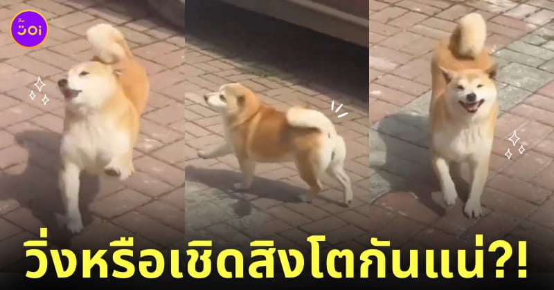 คลิปหมาชิบะวิ่งซอยเท้าเหมือนเชิดสิงโต