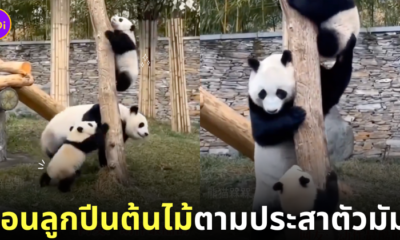 คลิปแพนด้าสอนลูกปีนต้นไม้