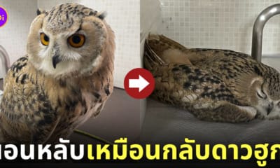 ภาพนกฮูกนอนหลับท่าทางเหมือนแมว