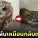 ภาพนกฮูกนอนหลับท่าทางเหมือนแมว