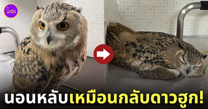 ภาพนกฮูกนอนหลับท่าทางเหมือนแมว