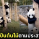 คลิปแพนด้าสอนลูกปีนต้นไม้