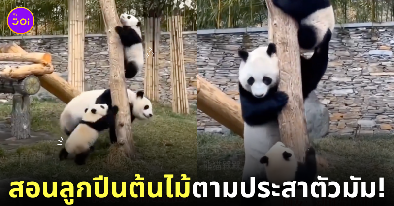 คลิปแพนด้าสอนลูกปีนต้นไม้