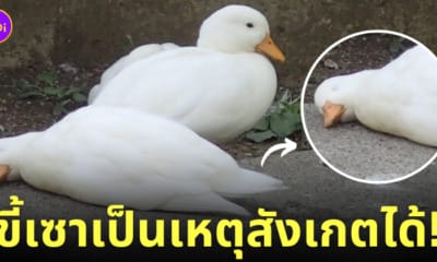 เป็ดนอนหลับทิ้งตัว สวนสัตว์ญี่ปุ่น