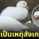 เป็ดนอนหลับทิ้งตัว สวนสัตว์ญี่ปุ่น